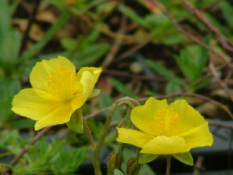 Helianthemum nummularium Geel zonneroosje bestellen